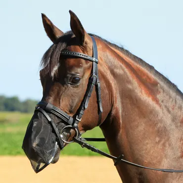 Nüsternschutz FLY PROTECTOR, schwarz